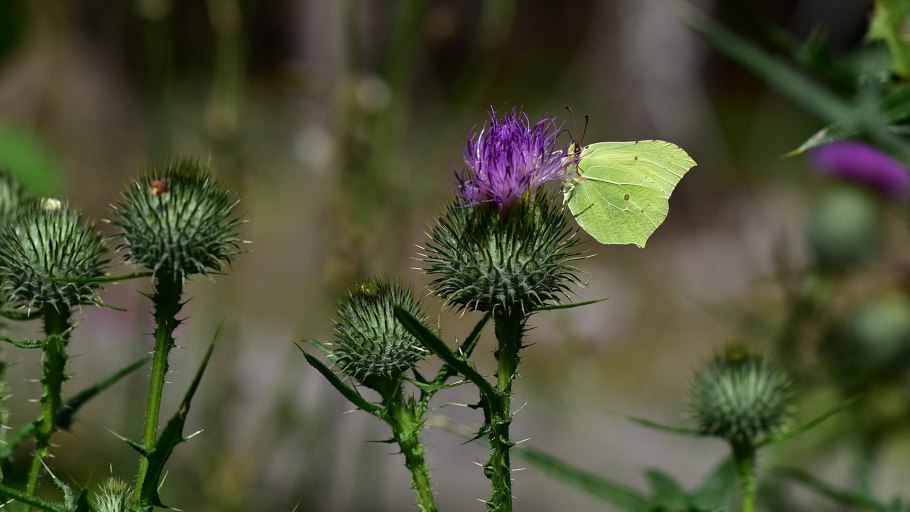 Бодяк полевой (Cirsium arvense)