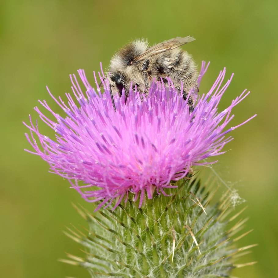 Бодяк полевой (Cirsium arvense)