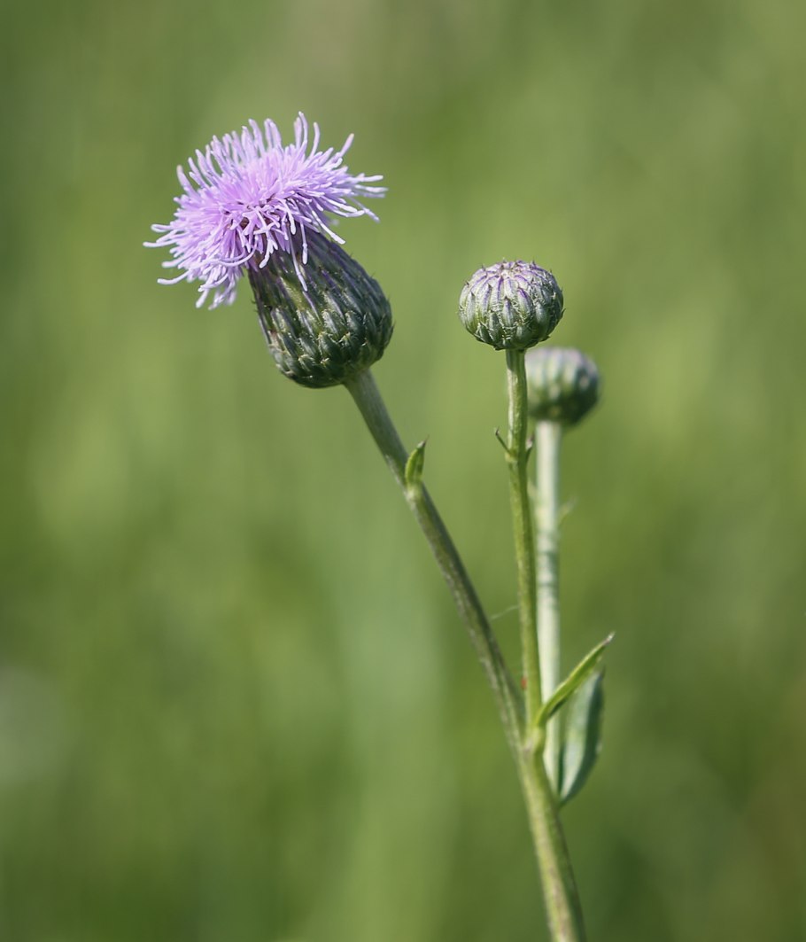 Cirsium arvense s
