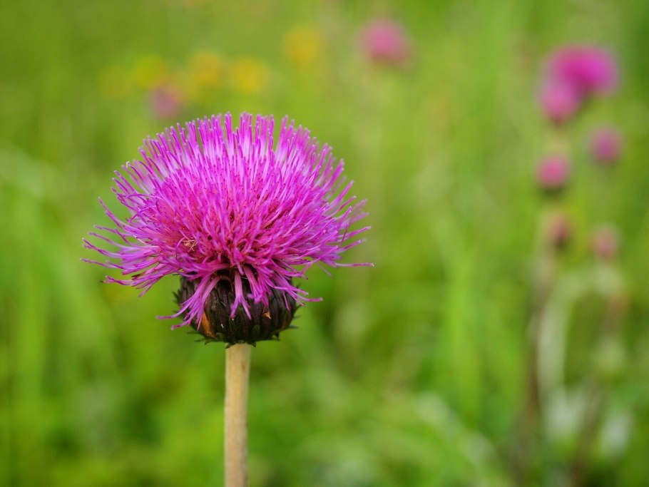 Бодяк обыкновенный (Cirsium vulgare)