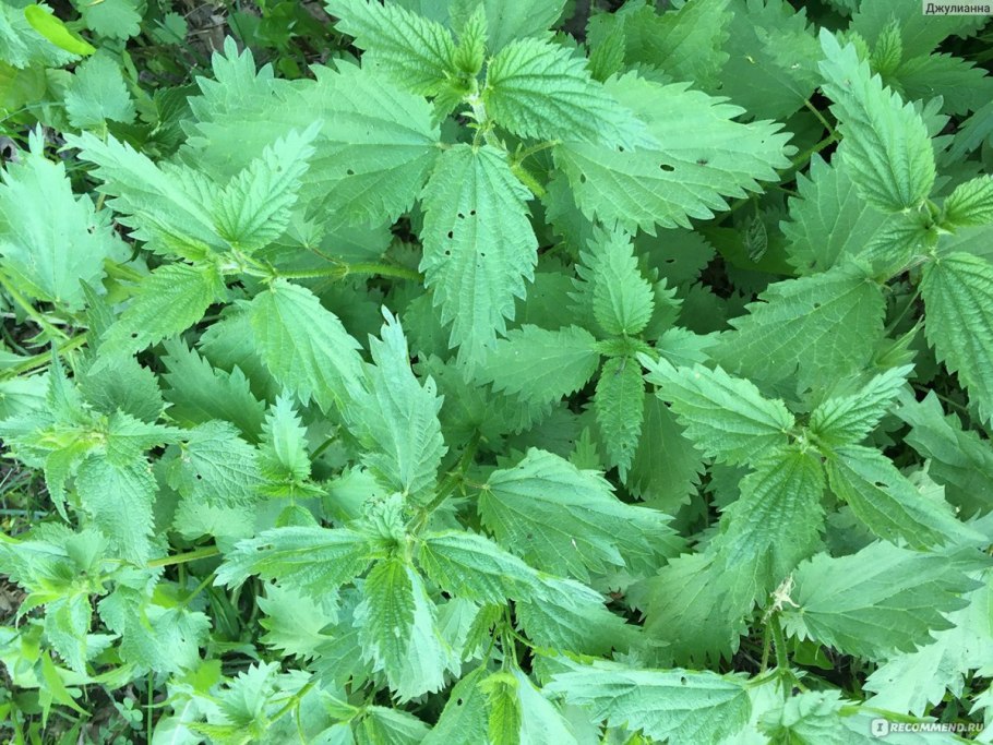 Крапива двудомная в лесу