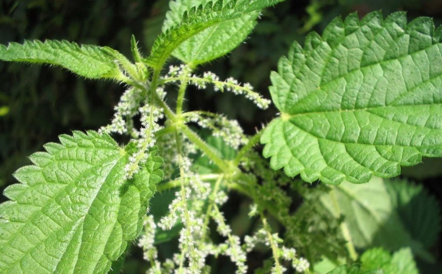 Крапива вектор