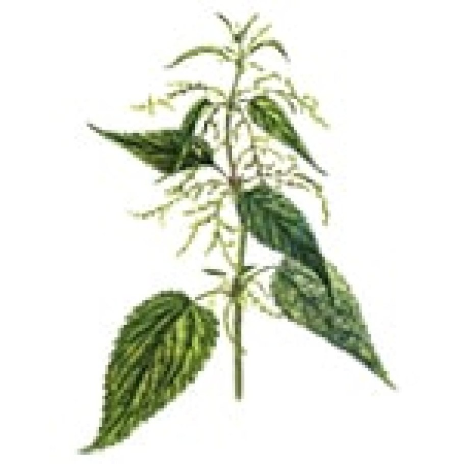 Крапива двудомная (Urtica dioica)