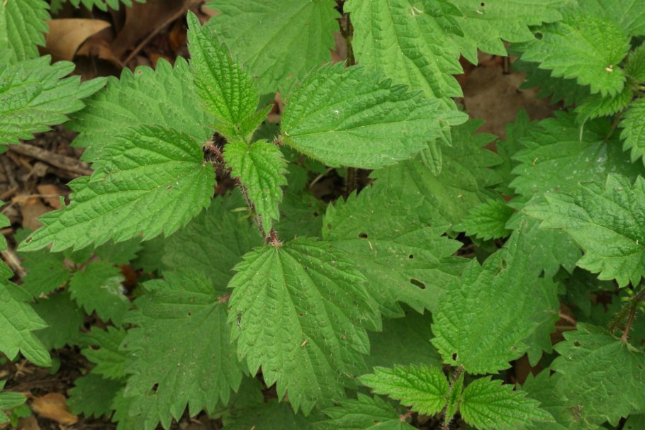 Солнышко, комар и крапива