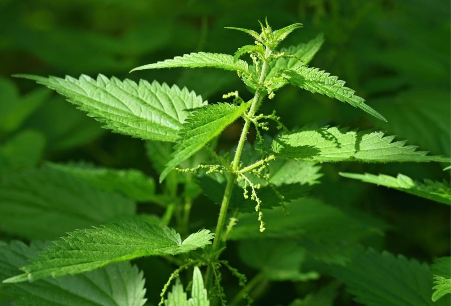 Крапива Графика