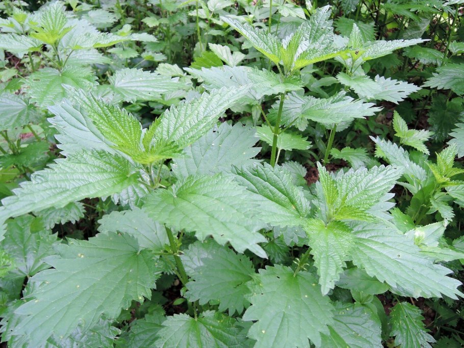 Крапива двудомная корневая система