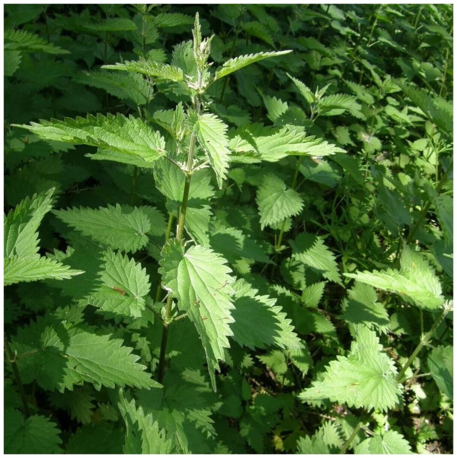 Крапива двудомная ботаника