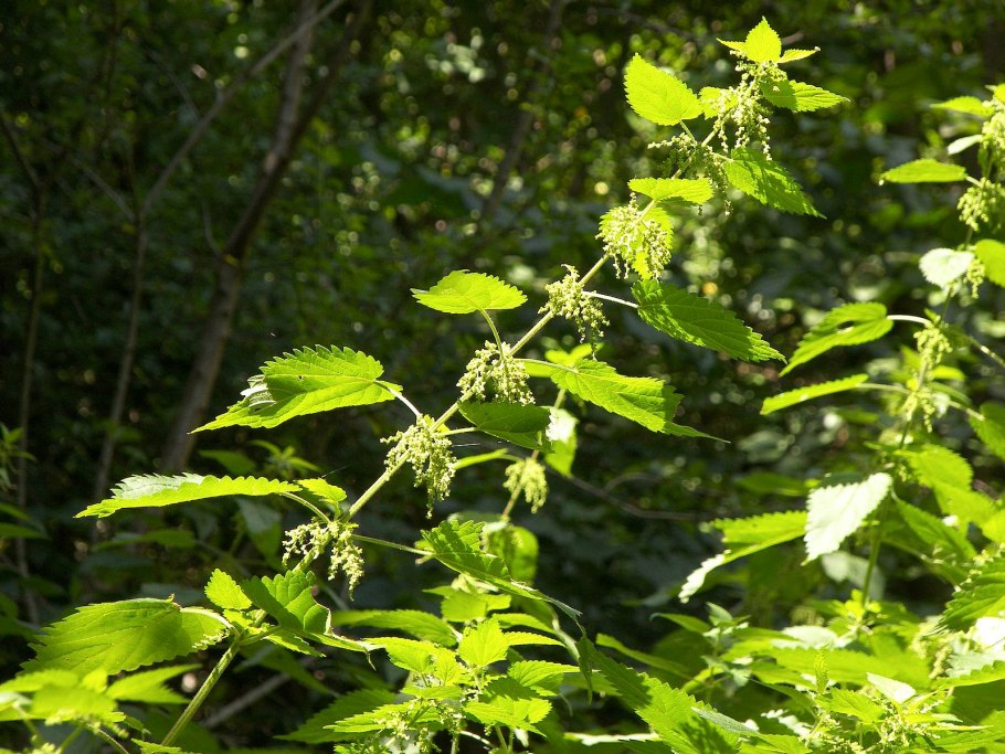 Крапива двудомная (Urtica dioica)