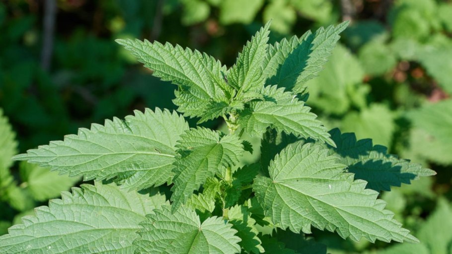 Крапива двудомная ГФ