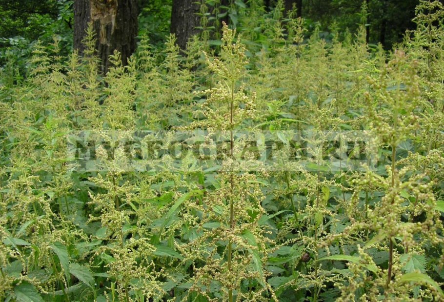 Крапива двудомная строение