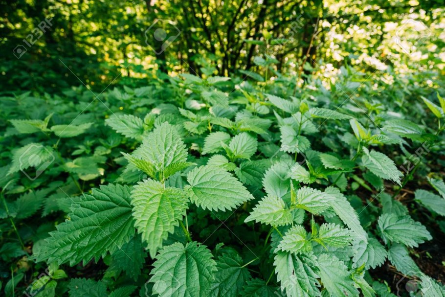 Лечебные травы крапива