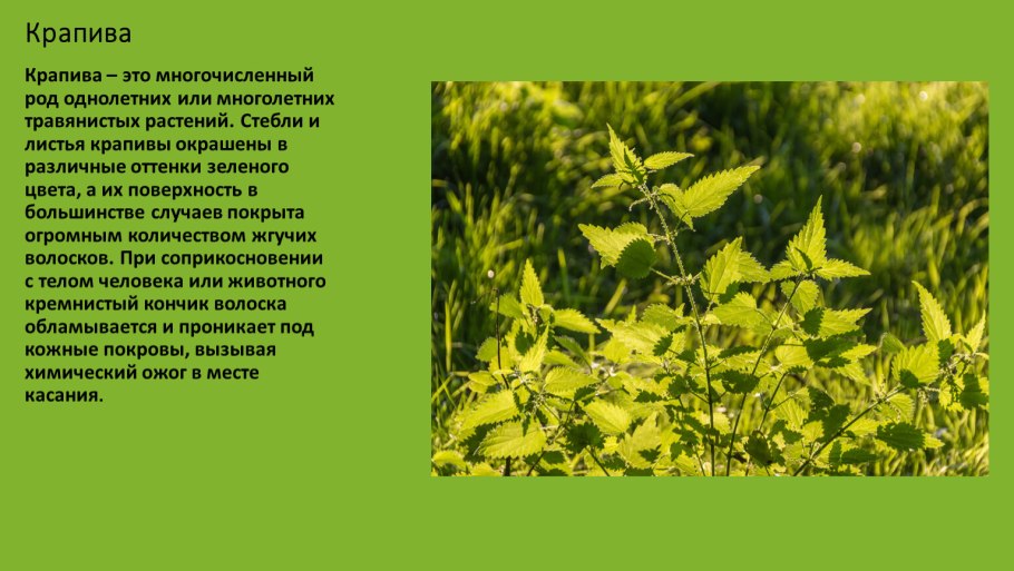 Крапива двудомная ГФ