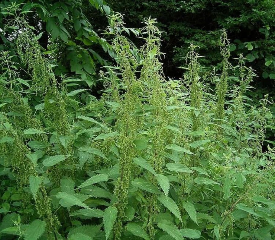 Крапива двудомная жалит