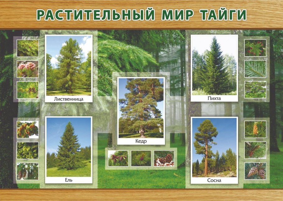 Природная зона Тайга плакат