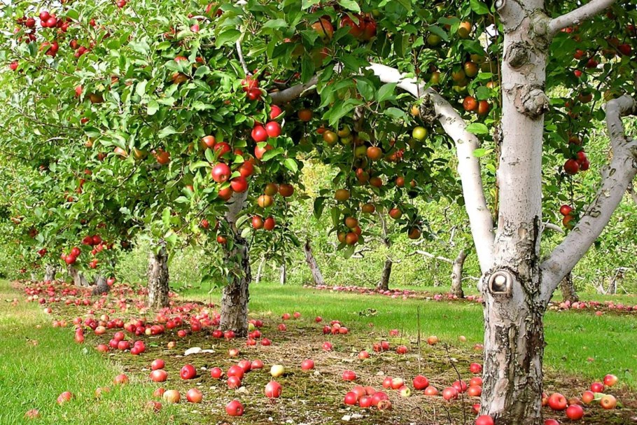 Рассада яблоня колоновидная