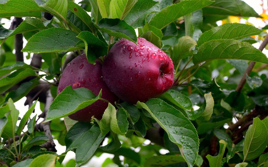 Фрукты ягоды на дереве