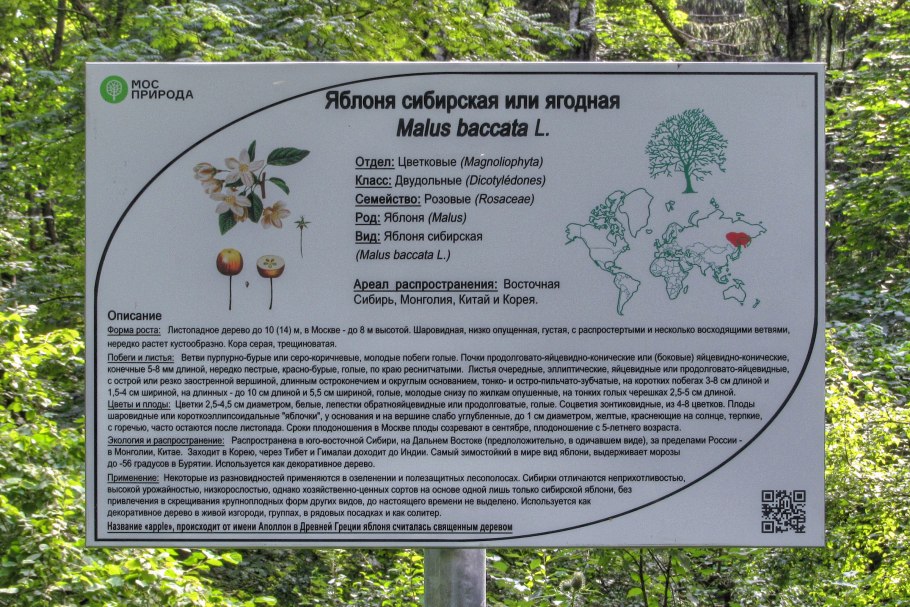 Многосортовые яблони