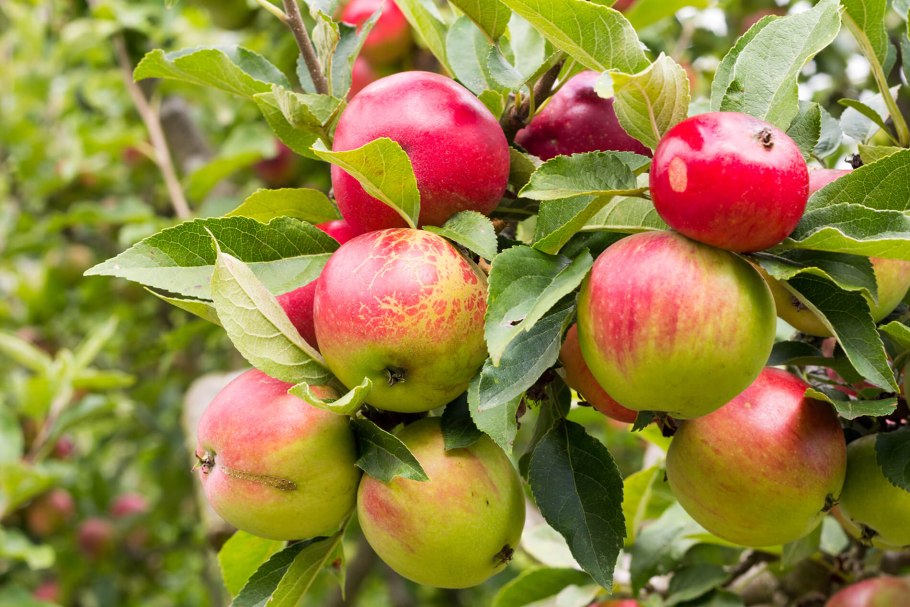 Яблоня Апорт дерево
