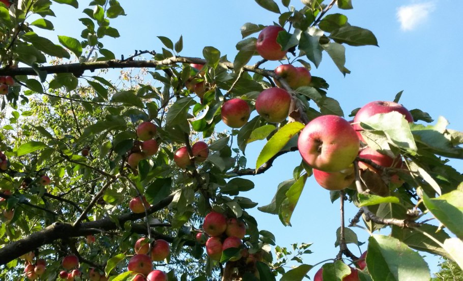 Яблоня полукультурка Дубровинка