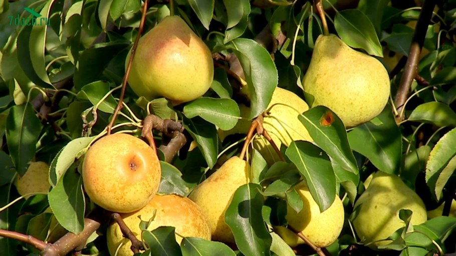 Яблоки растут