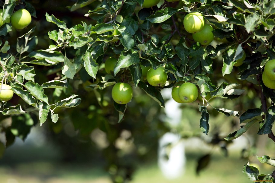 Сад с зелеными яблоками