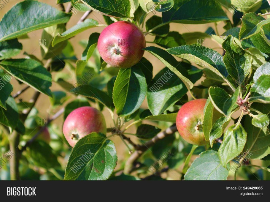 Яблоня Гном описание фото