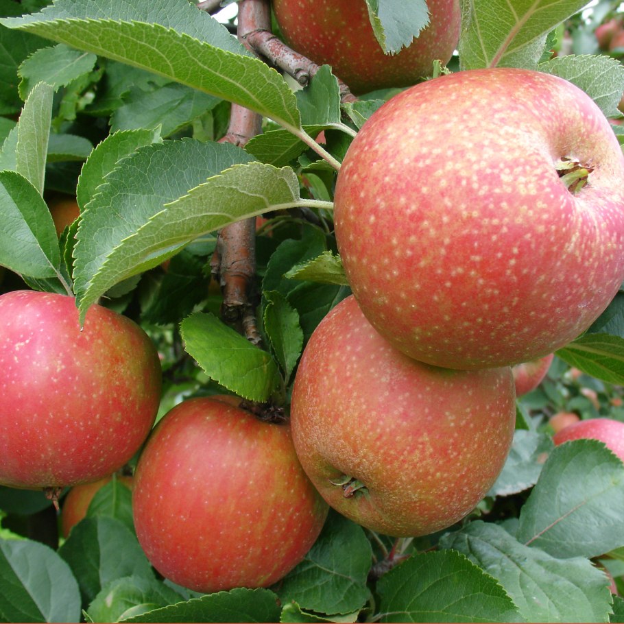 Яблоня низкая