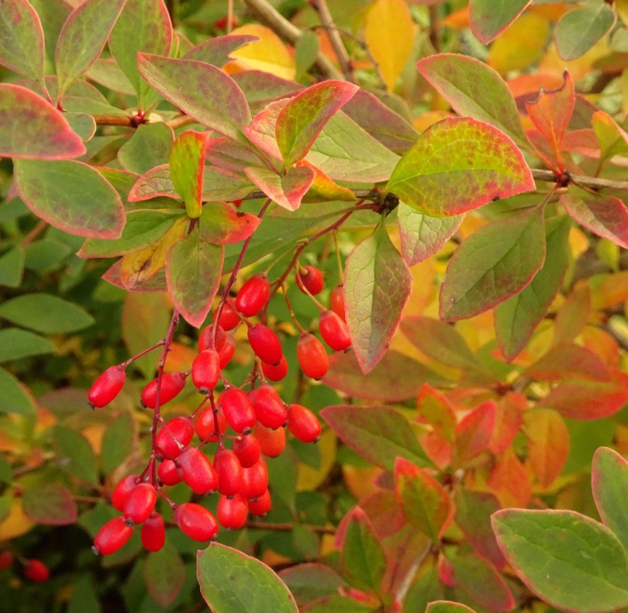 Барбарис Амурский всходы