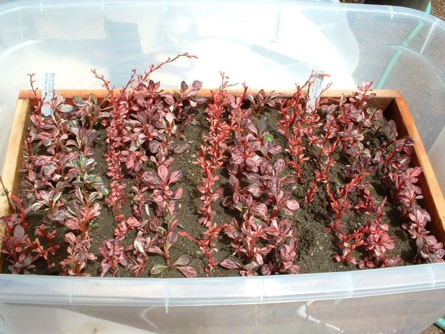 Кизил на ветке