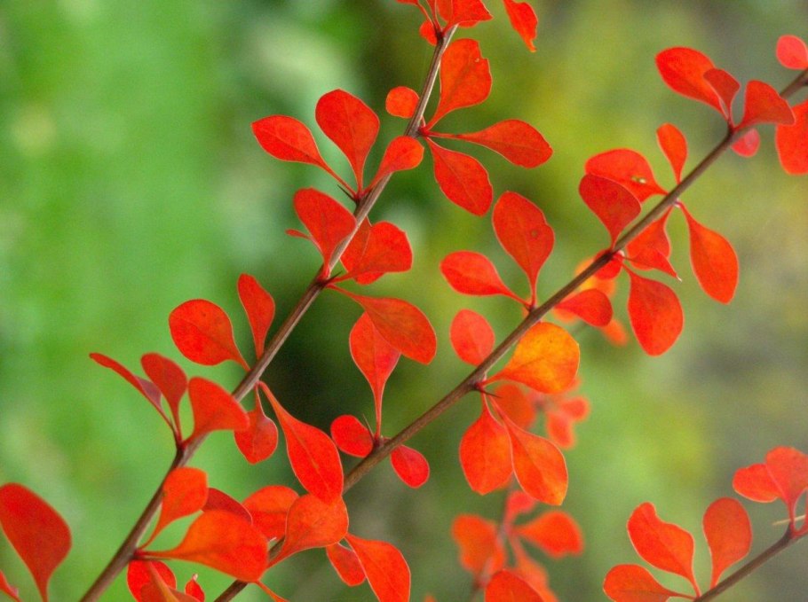 Корневая у барбариса Тунберга