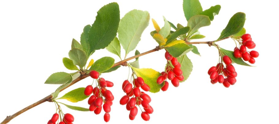 Барбарис (Berberis) бородавчатый