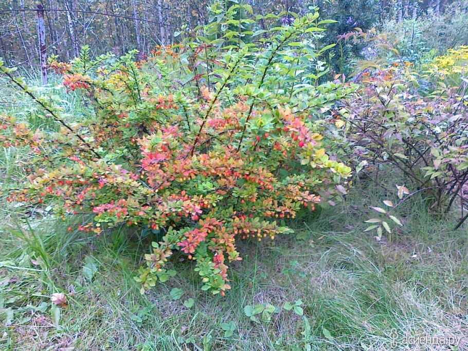 Барбарис Амурский