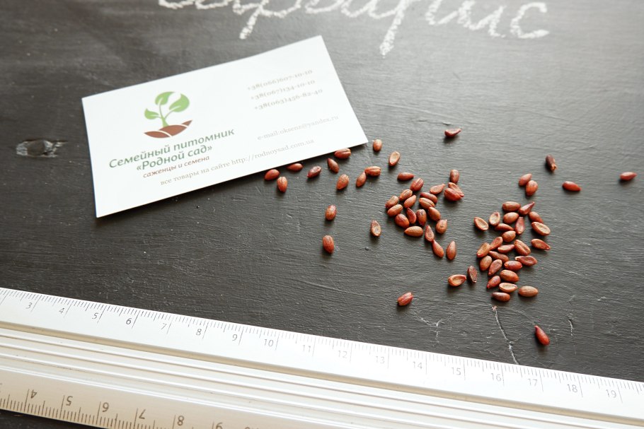 Барбарис обыкновенный дикий дерево