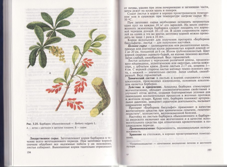 Барбарис саженец обыкновенный кустарник