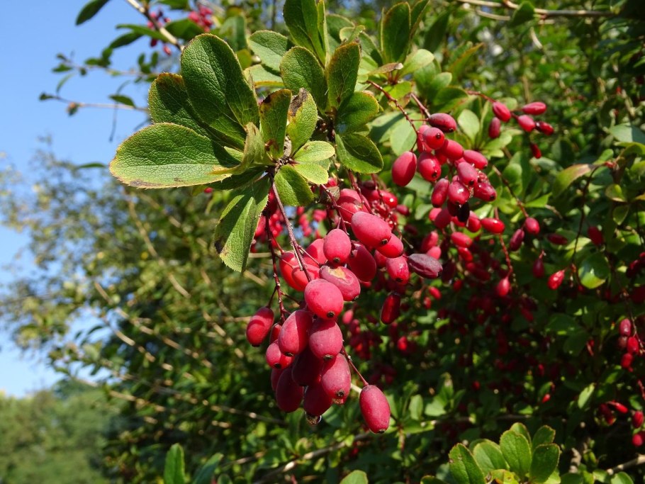 Барбарис продолговатый Berberis oblonga