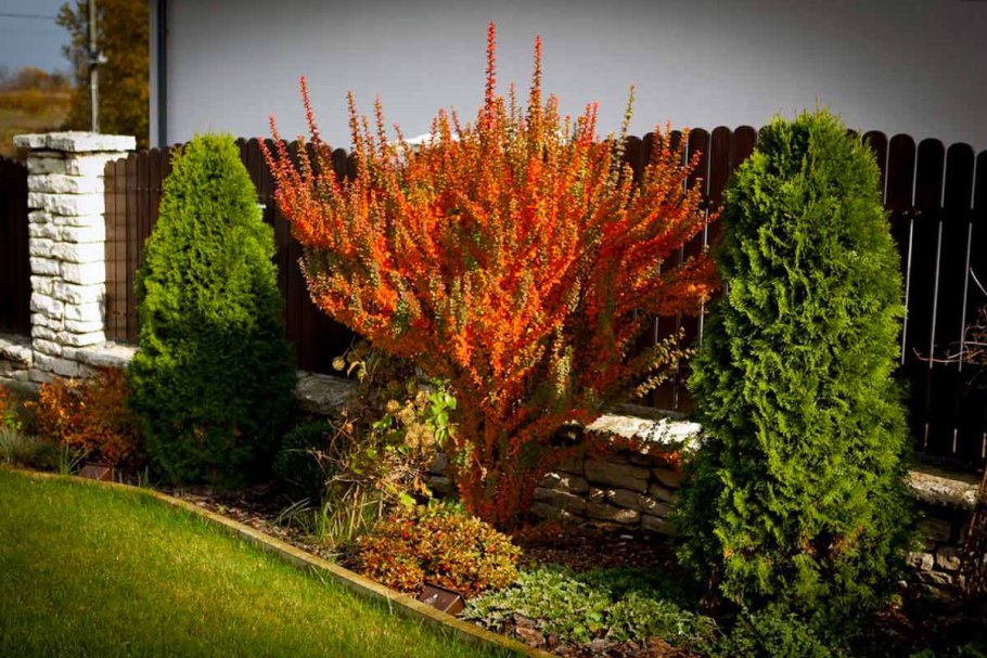 Барбарис вектор