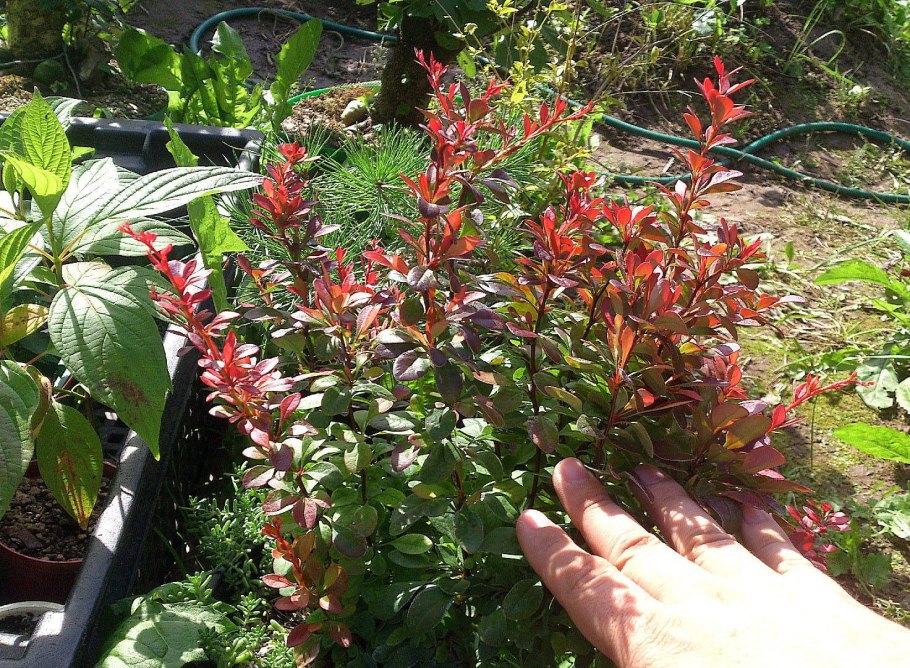 Барбарис кустарник высота