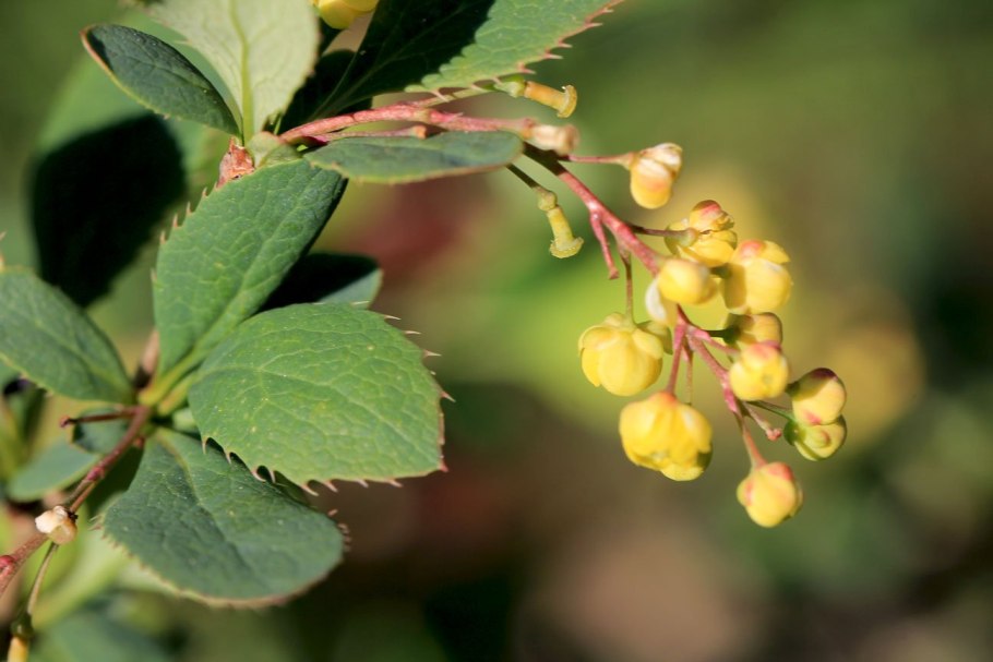 Барбарис обыкновенный ГФ