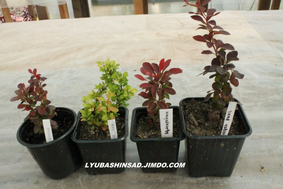 Berberis macracantha