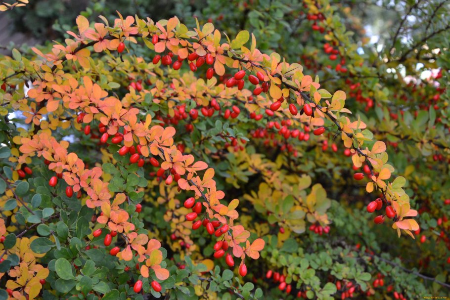 Барбарис обыкновенный Berberis vulgaris