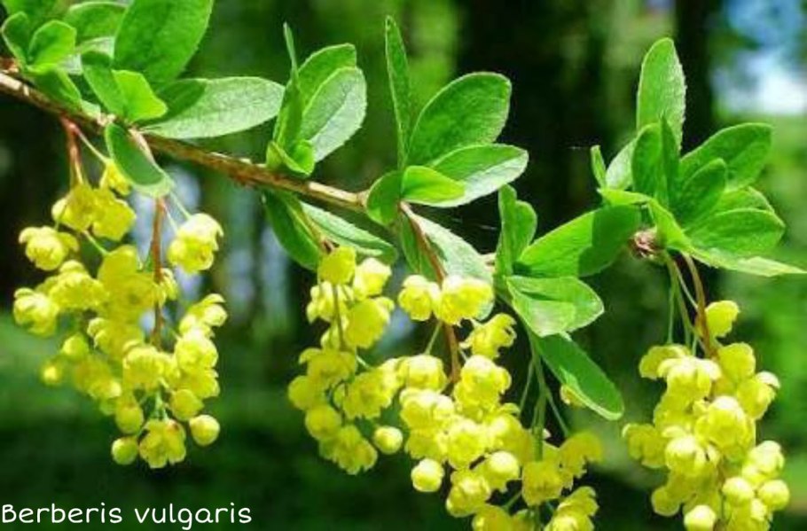 Барбарис Тунберга обыкновенный