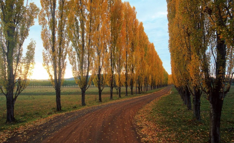 Кипарис Туле Мексика