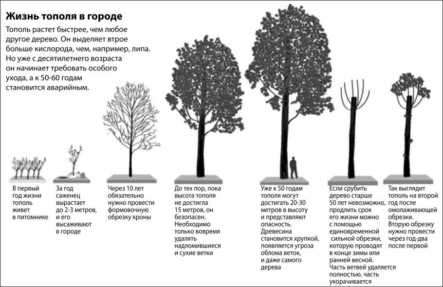 Секвойя Уавона