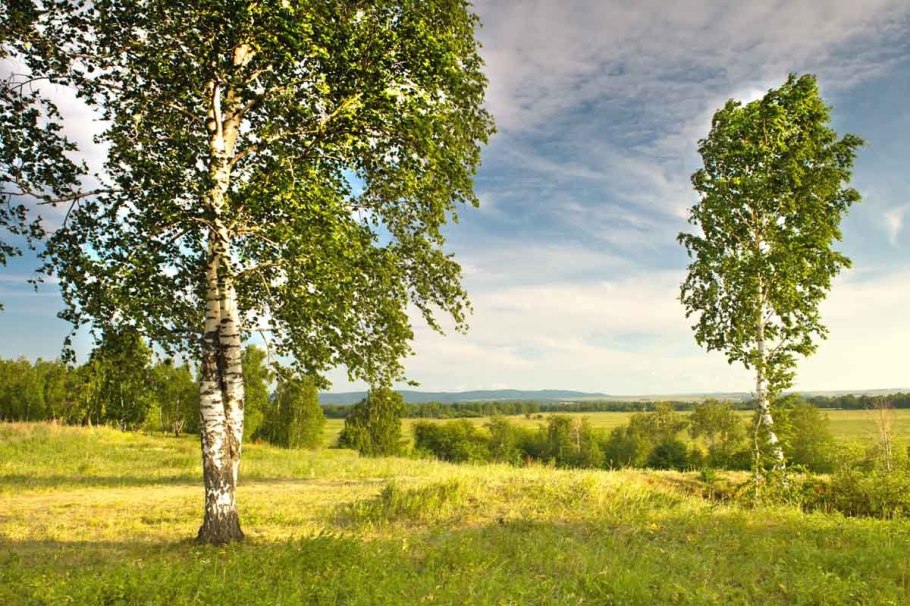 Человек в дупле дерева