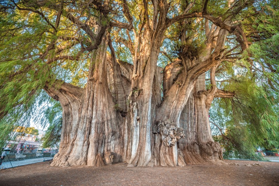 Секвойя вечнозелёная Sequoia sempervirens