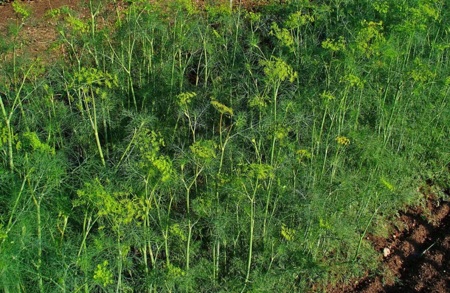 Anethum graveolens