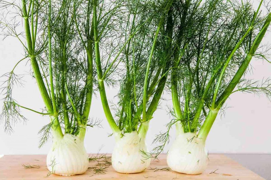 Фенхель (Foeniculum)