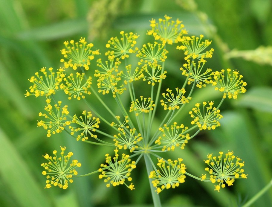 Укроп огородный (Anethum graveolens l.)