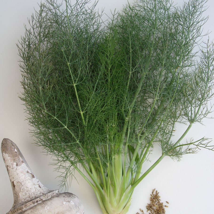 Foeniculum vulgare Mill.
