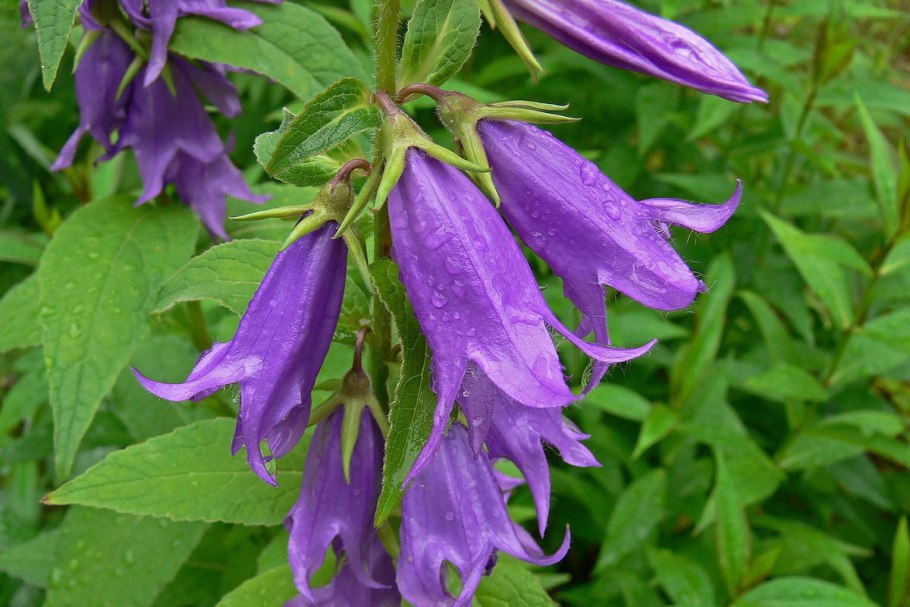 Кампанула Латифолия